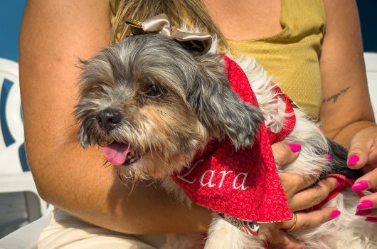 0407 Cachorro Resgatado - Hugo Labanca -5216