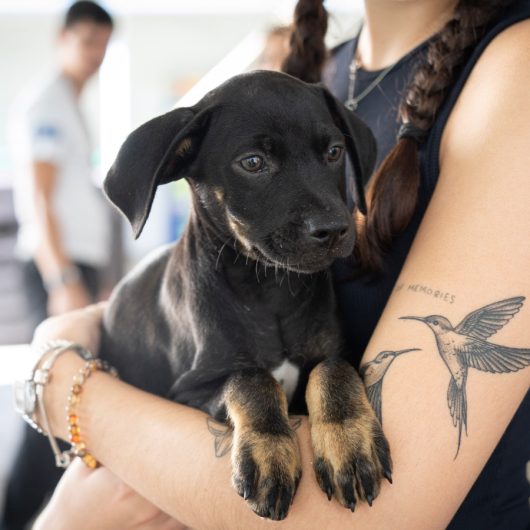 Oito animais ganham novos lares em Caraguatatuba após Feira de Adoção de cães e gatos