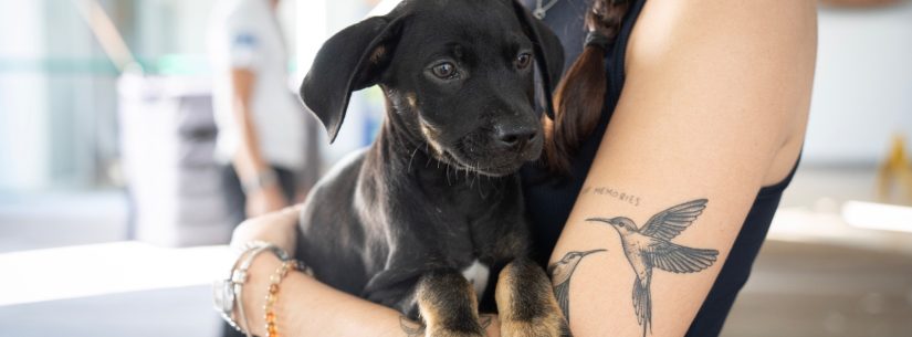 Oito animais ganham novos lares em Caraguatatuba após Feira de Adoção de cães e gatos