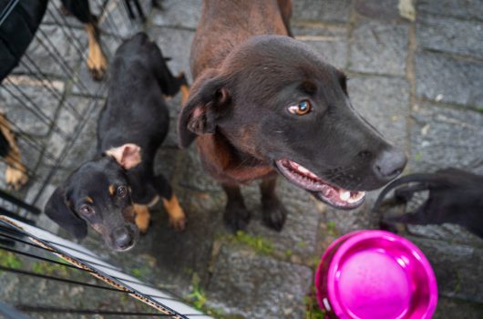 Feira de adoção de animais mobiliza Caraguatatuba neste sábado e convida população a participar