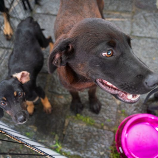 Feira de adoção de animais mobiliza Caraguatatuba neste sábado e convida população a participar