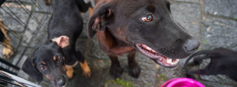 Feira de adoção de animais mobiliza Caraguatatuba neste sábado e convida população a participar