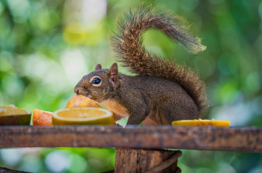 Parque do Juqueriquerê comemora aniversário com programação especial