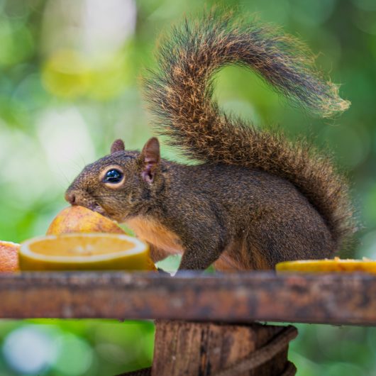 Parque do Juqueriquerê comemora aniversário com programação especial