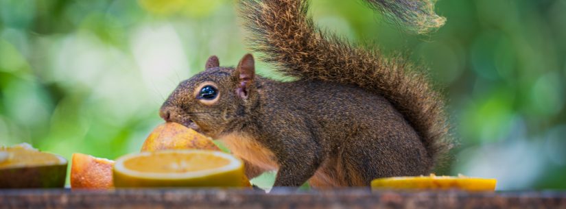 Parque do Juqueriquerê comemora aniversário com programação especial