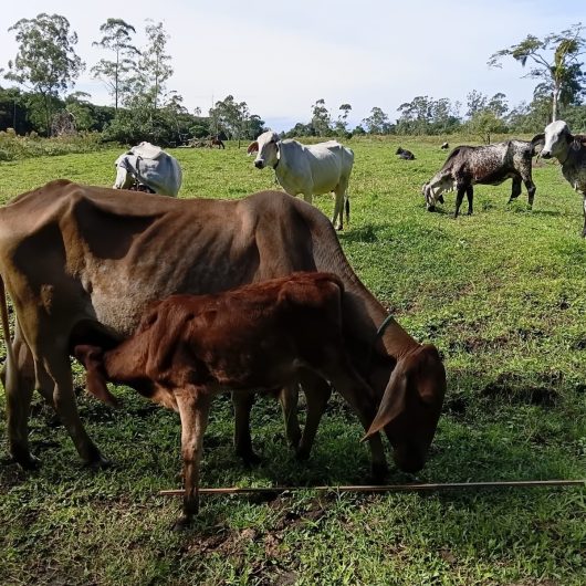 Caraguatatuba vacina 50 animais contra brucelose em ação de saúde agropecuária