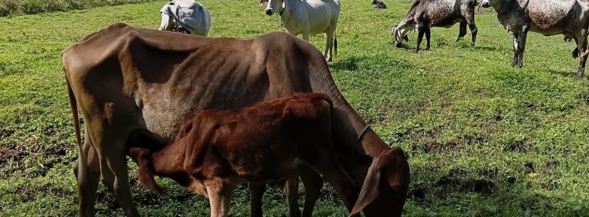 Caraguatatuba vacina 50 animais contra brucelose em ação de saúde agropecuária