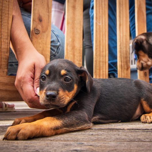 Cães e gatos estão para adoção neste sábado em Caraguatatuba
