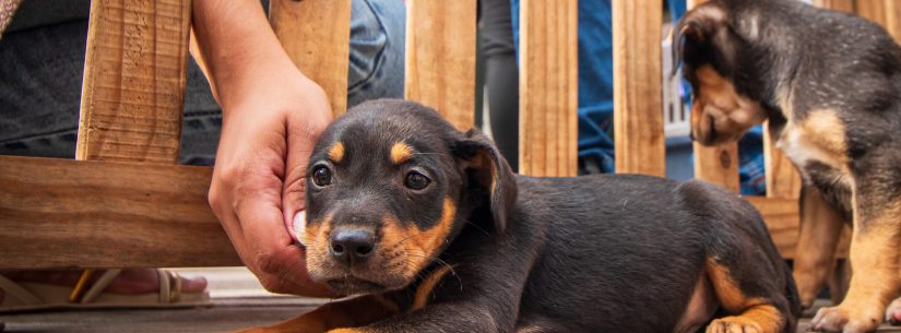 Cães e gatos estão para adoção neste sábado em Caraguatatuba