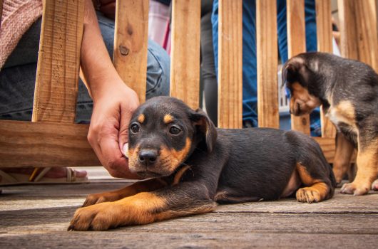 Caraguatatuba promove “Arraiá da Adoção” de cães e gatos neste sábado