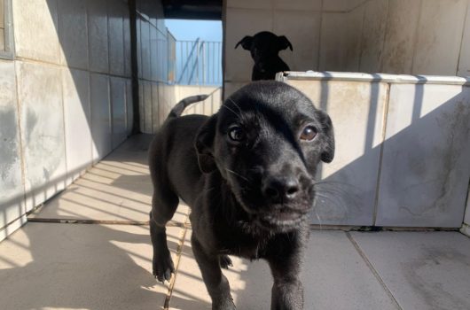 Caraguatatuba promove feira de adoção de cães neste sábado