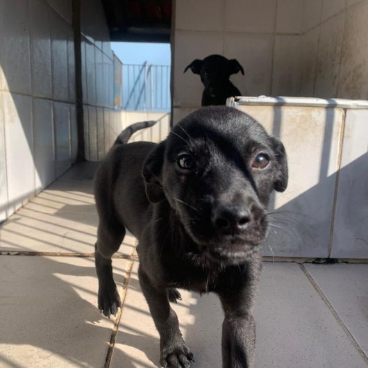 Caraguatatuba promove feira de adoção de cães neste sábado