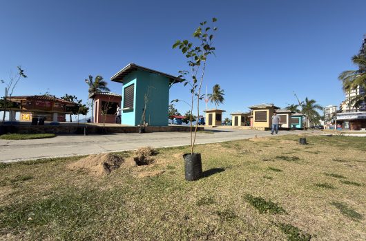 Caraguatatuba retoma Projeto Arborizar com plantio de 22 mudas nativas na Praia Martim de Sá