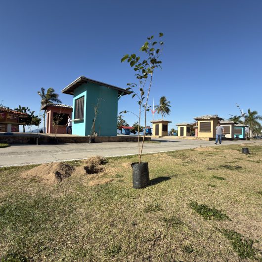 Caraguatatuba retoma Projeto Arborizar com plantio de 22 mudas nativas na Praia Martim de Sá