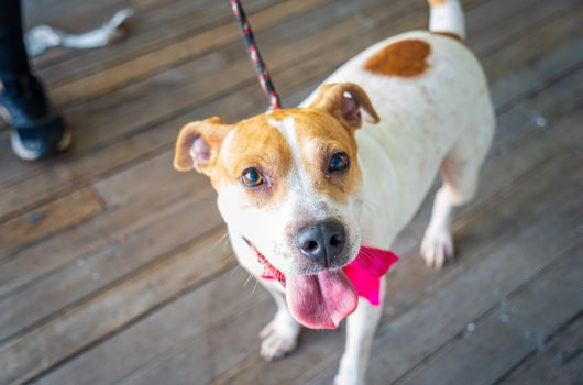Feira de Adoção do CCZ tem 27 animais à espera de um novo lar neste sábado
