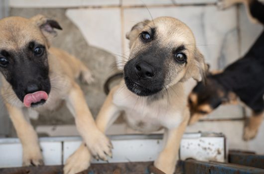 Centro de Controle de Zoonoses abre 500 vagas para agendar castração de cães e gatos nesta sexta-feira