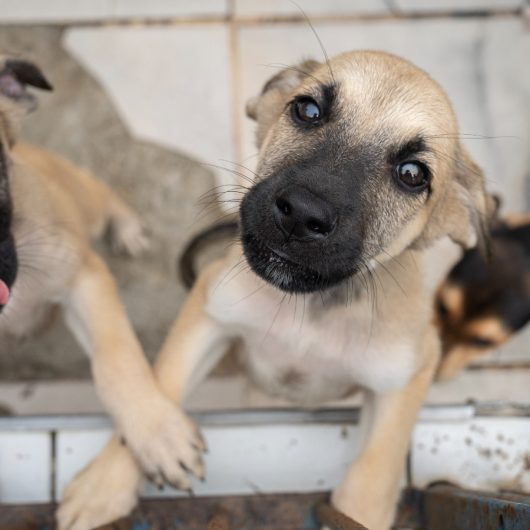 Centro de Controle de Zoonoses abre 500 vagas para agendar castração de cães e gatos nesta sexta-feira