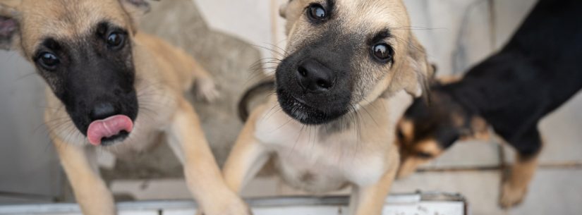 Centro de Controle de Zoonoses abre 500 vagas para agendar castração de cães e gatos nesta sexta-feira