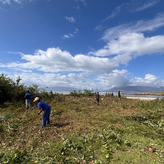 Prefeitura de Caraguatatuba recupera vegetação da Praia do Centro com poda de marmeleiro