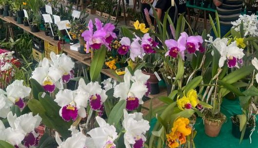 Outubro apresenta 46ª Exposição de Orquídeas do Litoral Norte em Caraguatatuba