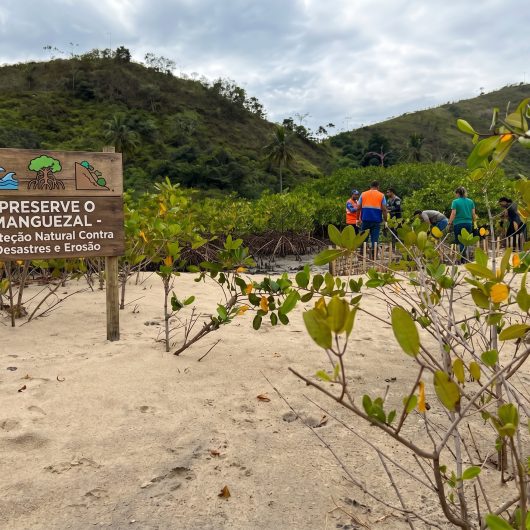 Manguezais de Caraguatatuba protegem a biodiversidade e ajudam a reduzir os impactos dos desastres naturais